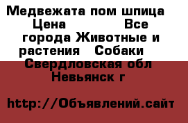 Медвежата пом шпица › Цена ­ 40 000 - Все города Животные и растения » Собаки   . Свердловская обл.,Невьянск г.